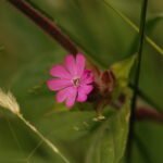 Compagnon rouge_1050