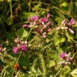 Chardon faux-acanthe_1052