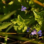 Véronique petit-chêne_1054