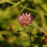 Trèfle des prés_1056