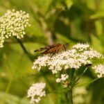 Mouche scorption (Panorpa communis)_1057