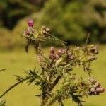 Chardon faux-acanthe_1053