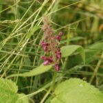 Epiaire des bois_1044