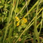 Lotier corniculé_1065