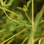 Lotier corniculé_1066