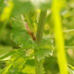 Laiteron potager_1068