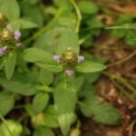 Brunelle commune_1073