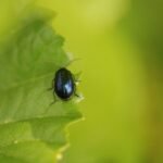 Galéruque de l’aulne_1074