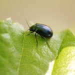 Galéruque de l’aulne_1075