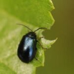 Galéruque de l’aulne_1076