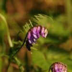 Vesce des haies_1077