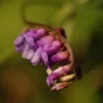 Vesce des haies_1078