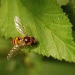 Syrphe ceinturé_1087