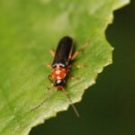 Téléphore bicolore_1079