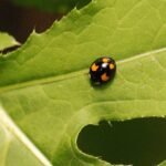 Coccinelle asiatique_1081