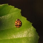 Coccinelle asiatique_1082