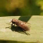 Tabanus bromius_1084