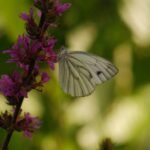 Piéride du navet_1093