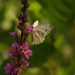 Piéride du navet_1094