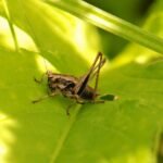 Decticelle cendrée_1089