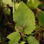 Epiaire des bois_1098