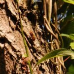 Frelon d’Europe_1101