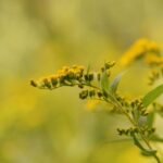 Verge d’or du Canada_1137