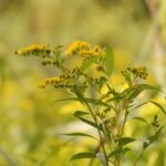 Verge d’or du Canada_1138