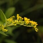 Verge d’or du Canada_1139