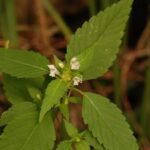 Galéopsis douteux_1134