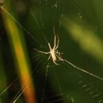 Tétragnathe étirée_1152