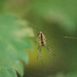 Epeire diadème_1156