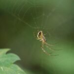 Epeire diadème_1157