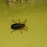 Léma à pieds noirs_1158