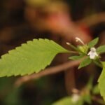 Lycope d’Europe (ou chanvre d’eau)_1186