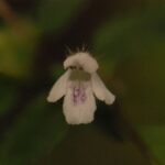 Lycope d’Europe (ou chanvre d’eau)_1187