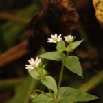 Stellaire aquatique_1184