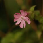 Compagnon rouge_1165