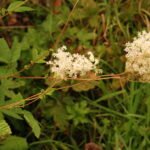 Reine des prés_1169