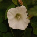 Liseron des haies_1170