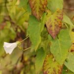 Liseron des haies_1171