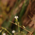 Stellaire holostée_1172