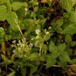 Stellaire aquatique_1175