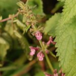 Epiaire des bois_1178