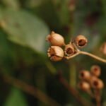 Compagnon rouge_1168