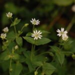 Stellaire aquatique_1176