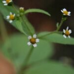 Galinsoga à petites fleurs_1201