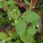 Galinsoga à petites fleurs_1202