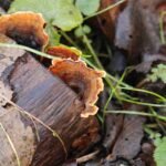 Tramète versicolore_1243