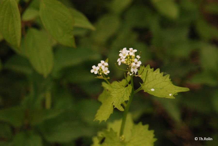 Alliaire officinale_1312